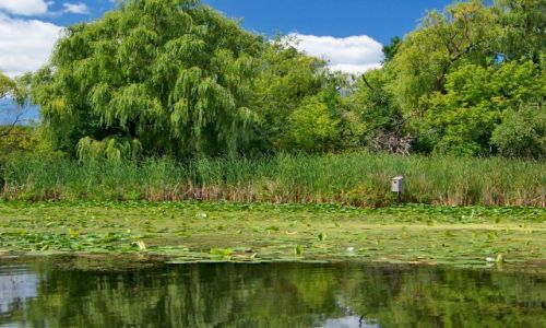 Zdjęcie USA / brak / Illinois / Chain O`Lakes State Park / jezioro Marie